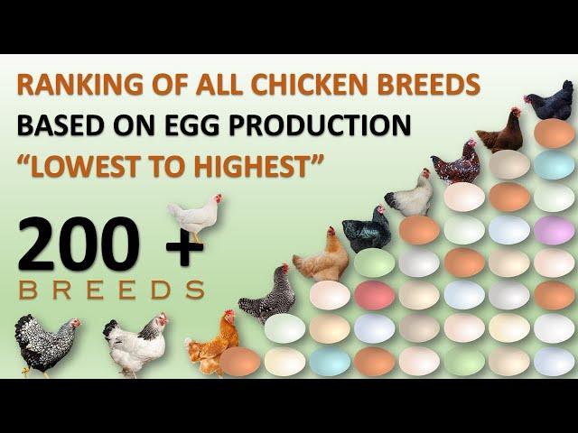 Ranking of All Chicken Breeds Based on Egg Production  | Eggs | Hens | Chickens | Chicken Eggs