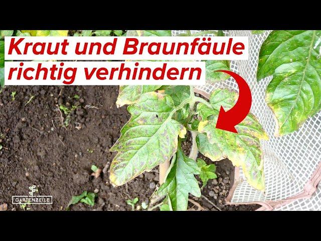 Kraut und Braunfäule an Tomaten - So wirst du sie los!