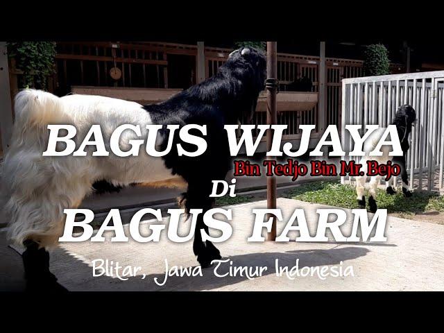 PEJANTAN TANGGUH BAGUS FARM || BAGUS WIJAYA