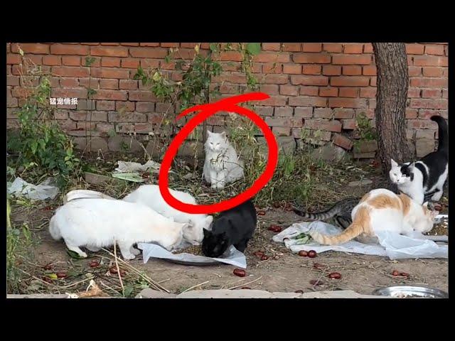 A stray white cat bullied by its own kind, getting chased away every time it tries to eat.