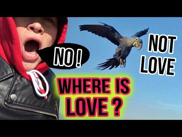 HYACINTH MACAW LOVE'S VERY FIRST FREE FLIGHT GONE WRONG!