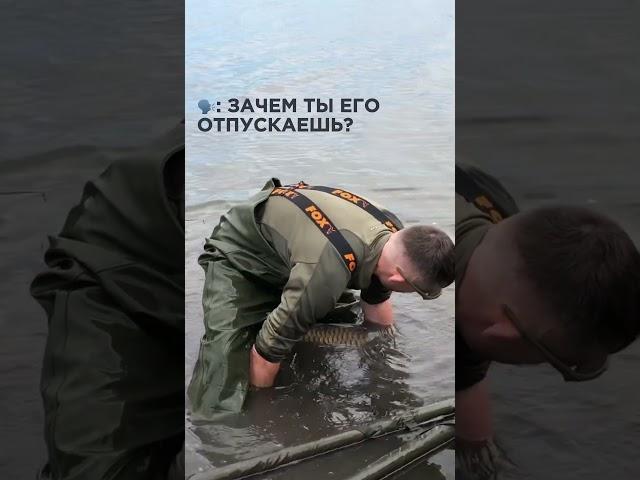 Нет карпов – нет проблем #shorts