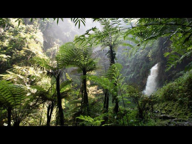 Nyungwe National Park - Rwanda