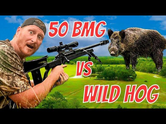 50 CAL SNIPER RIFLE EXPLODES HOG! Warning Graphic Content!