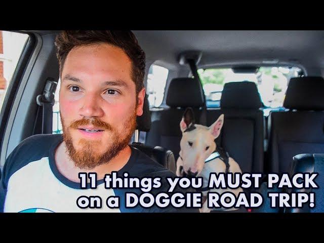11 things you need to pack on a ROAD TRIP with your DOG!