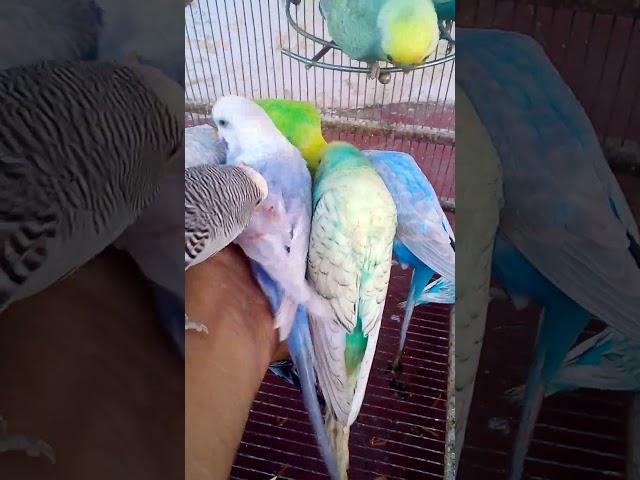 This Amazon bird toy is SO COOL#Happy budgie#shorts#love #funny #funnyvideo #cute #beautiful #birds