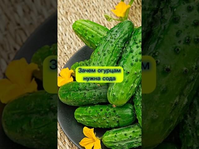Зачем обрабатывают огурцы содой. Для большого урожая #огород #дача #урожай