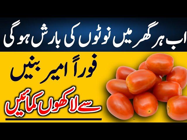 Earn Money From Tomatoes | High Potential Business In Small Investment | Intelligent Media