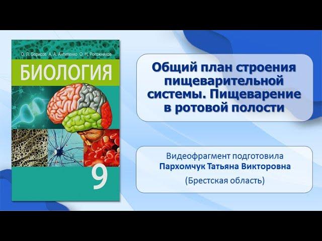 Пищеварительная система. Тема 35. Общий план строения пищеварительной системы. Пищеварение в полости