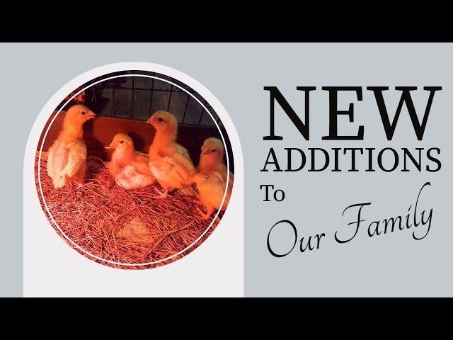 Quick Update Vlog New Addition to family!