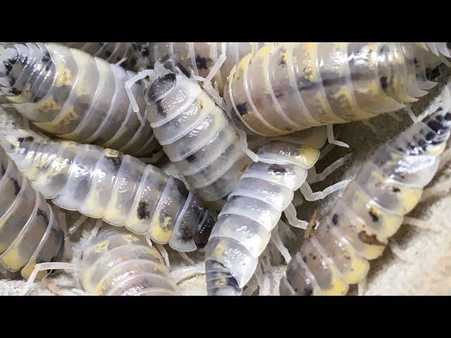 Porcellio ornatus ‘Witch’s Brew’ Isopods Update