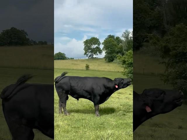 I’m Back Ladies! #bull #kentucky #cattle #breeding #funnyanimals #angus #agriculture #farming #cow