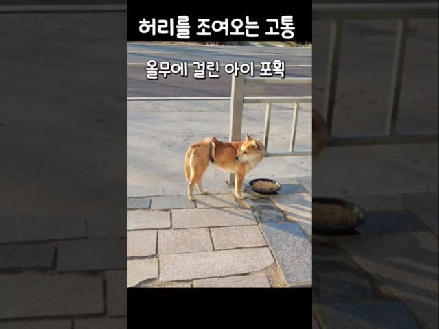 허리를 조여오는 고통(올무에 걸린 아이 포획) #유기견#올무#포획#수색#런투독백곰#엔젤프로젝트