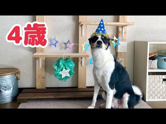 【誕生日】4歳になりました！わんこ用ピザとケーキでお祝い