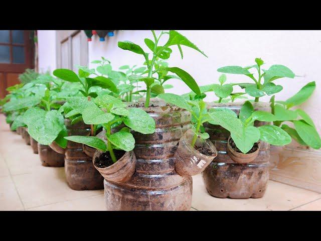 Recycle Plastic Bottles to Grow Vegetables at Home for Housewives | 5T1 Balcony