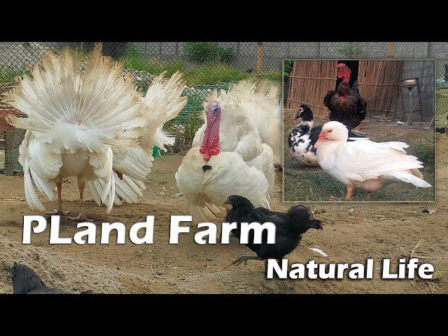 PLand Farm l #plandfarm #permaculture #nature #farming #nepal