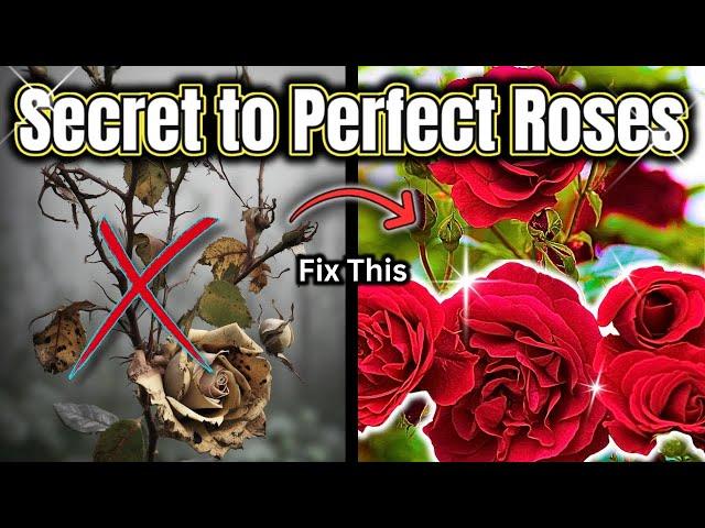 The ONE Rose Secret Everyone Forgets!