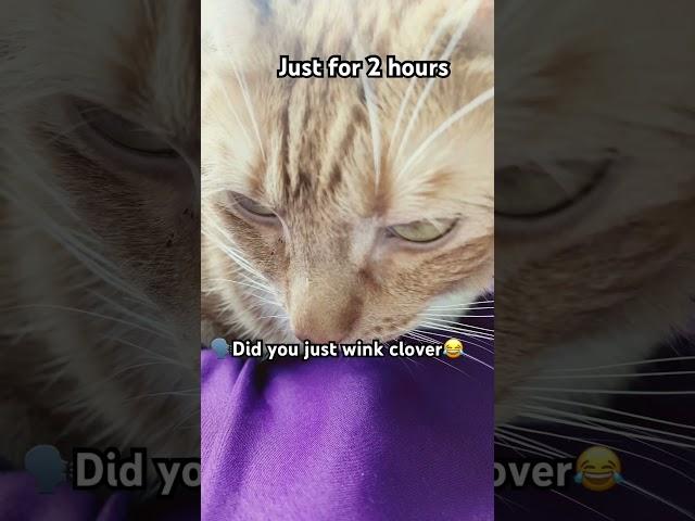  #fypシ゚viral #clover #cat #funny