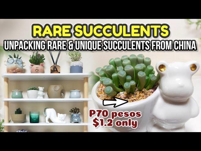 NEWEST RARE SUCCULENTS FROM CHINA || Unpacking Cute little Succulents with prices • 다육식물 多肉植物