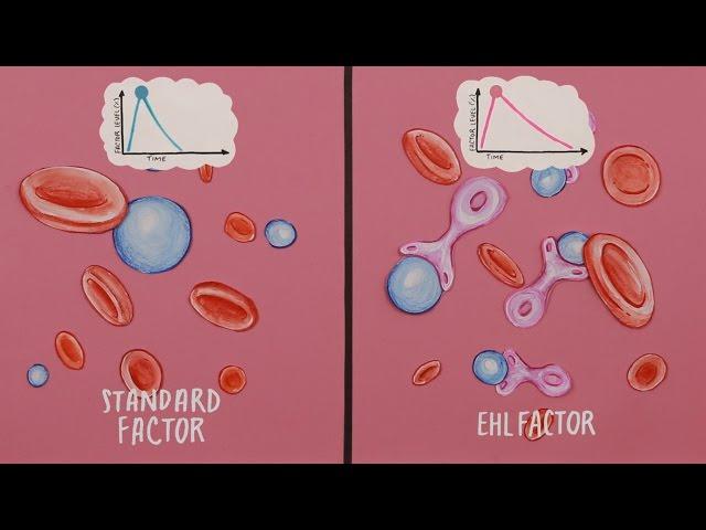 Extended Half-Life Factor Concentrates: What You Need To Know