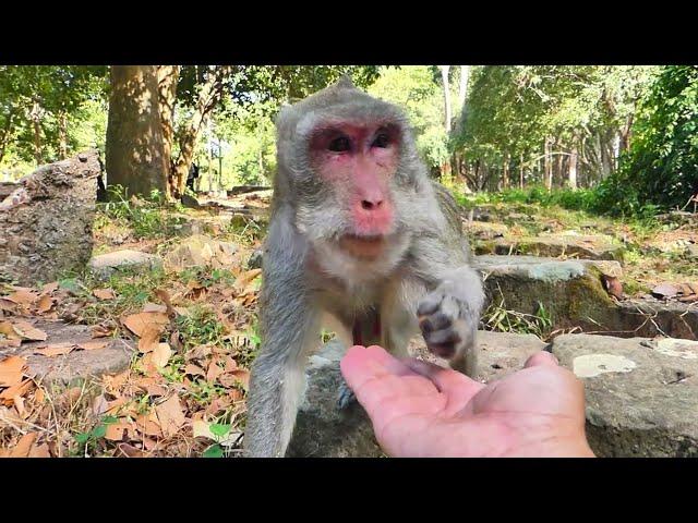 Update Jane monkey eating time and closer with me and her daughters Jonna and Jazzy monkey.