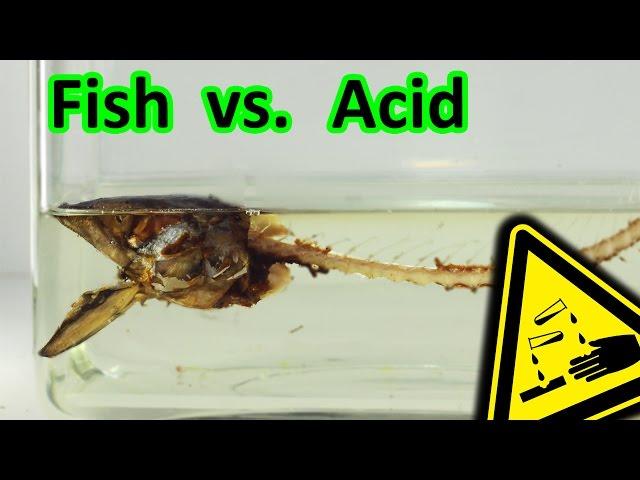 Smoked Fish vs. Stomach Acid decomposition | AcidTube-Chemical reactions