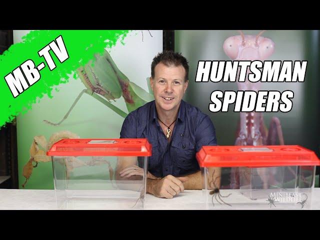 MB-TV: Huntsman spiders