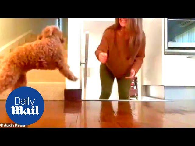 Cute Cavoodle dog hilariously tries and fails to surprise owner