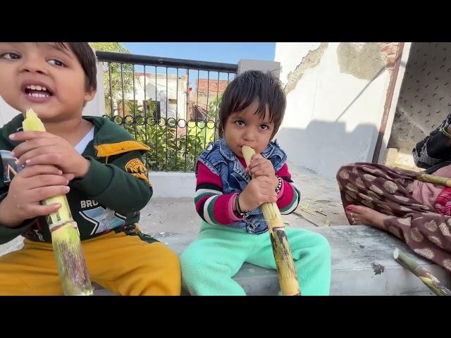 VAACHI Sing a Song With Eating SUGARCANE