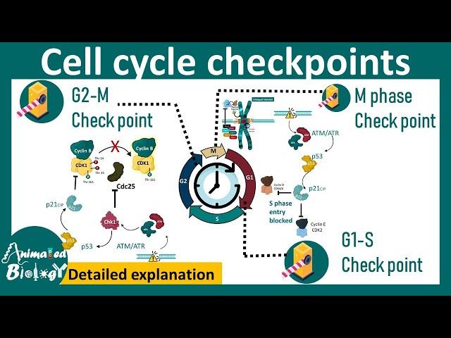 Cell cycle checkpoints |  DNA damage checkpoint | spindle assembly checkpoint | Cell biology