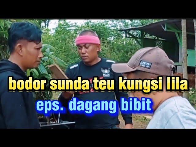 bodor sunda teu kungsi lila _eps DAGANG BIBIT