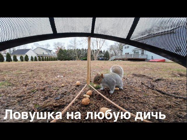 Ловушка своими руками. Лучшая ловушка на зверя или дичь: Как сделать ловушку для птиц легко
