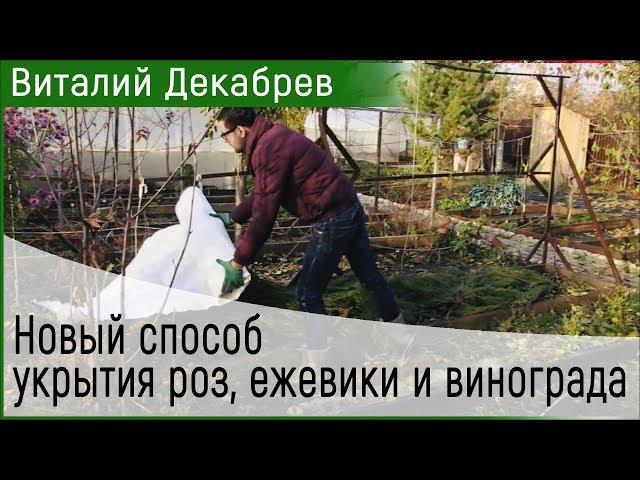 Новый способ укрытия роз, ежевики и винограда. Виталий Декабрев