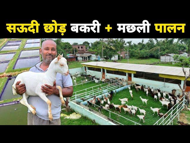 नौकरी छोड़ शुरू किया मछली + बकरी पालन | Integrated goat and fish farming