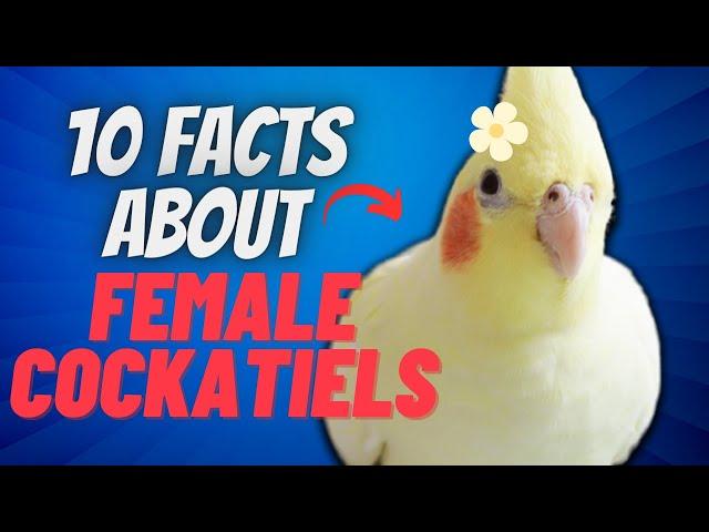 10 Things You Didn't Know About Female Cockatiels