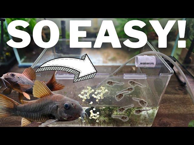 How to Breed Corydoras and Raise 100s of Fry