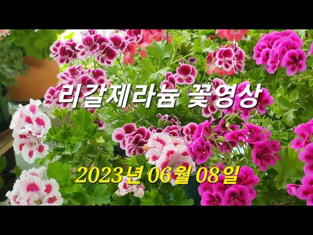 리갈제라늄 꽃영상 / Regal Pelagonium flowers.