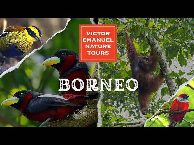 Borneo