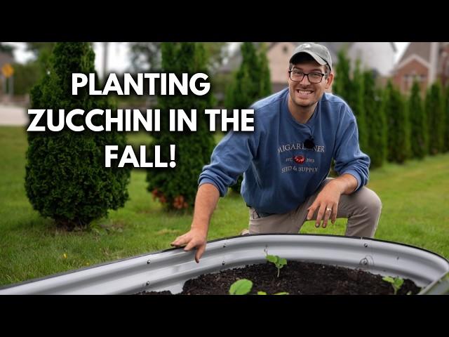 Why September is The BEST Time to Grow Zucchini!