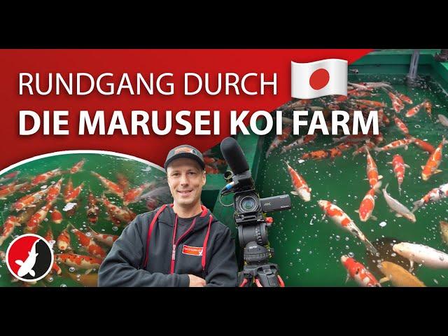 Rundgang auf der Marusei Koi Farm!