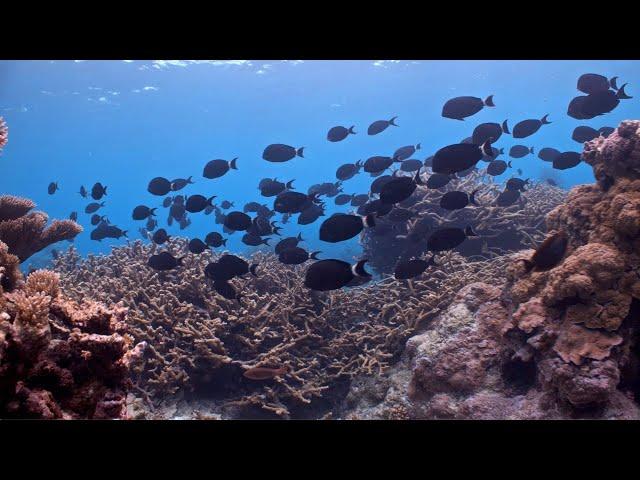 Stunning 360 View of Palmyra Atoll © Joe Pollock/TNC  (360° Video)