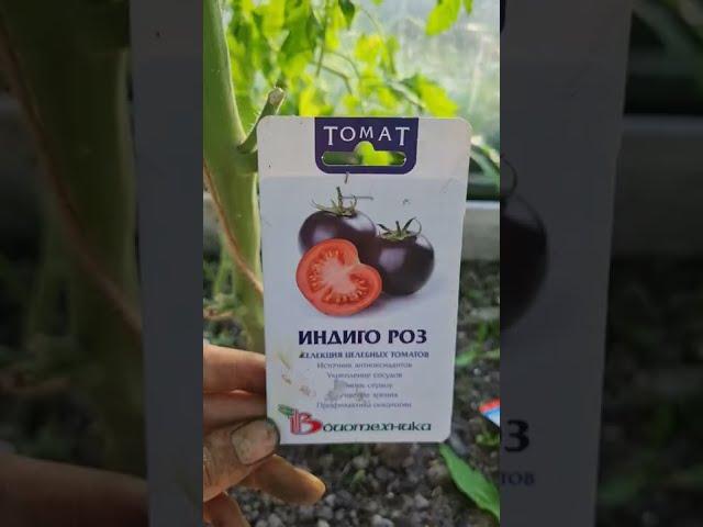 Томат Индиго Роз от #БИОТЕХНИКА #томаты #огородники #огород