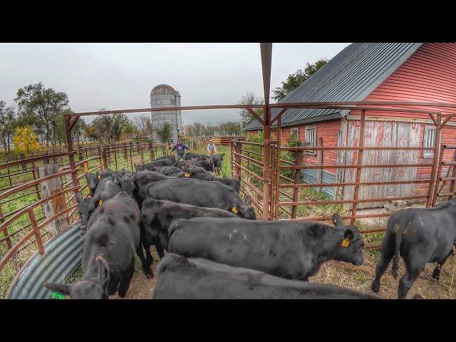 Bringing 100 Calves home