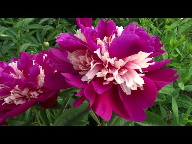 Пион Топ Хат / Peony Top Hat - Сад на Волхове