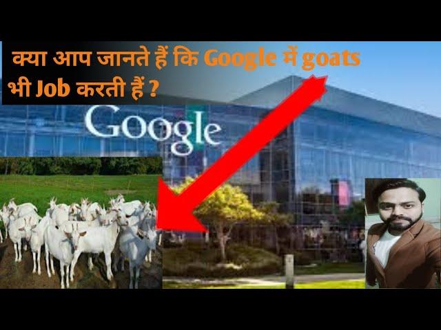 क्या आप जानते हैं कि Google company में बकरियां भी Job करती हैं?/ MS Motivation 2M