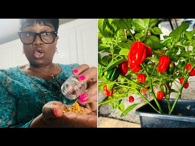 How to Transplant Peppers into Bigger Pots 