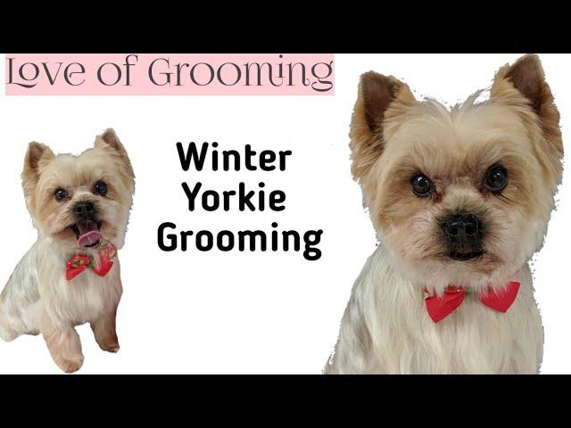 Winter Trim on a Yorkshire Terrier | Grooming a Yorkie