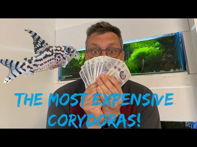 The most expensive corydoras CW111 aka Vulcan