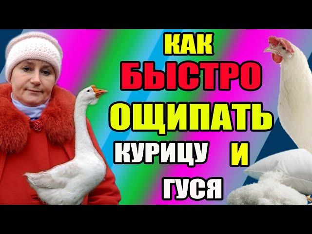 Как быстро ощипать курицу и гуся.