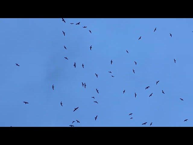 birds acting strange